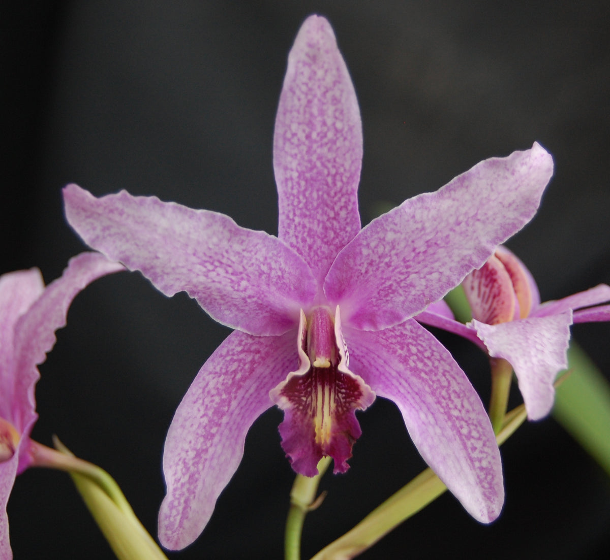 Orchid Hybrids – Page 10 – Plantio La Orquidea