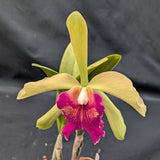 Blc. Graf's Encanto (6"p)<br>(Young Kong x Mem. Helen Brown)