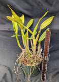 Recchara Los Roques (5"p) <br>(Blc. Yorktown x Sch. Veronica Romero)