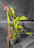 Recchara Playa Chuspa (6" p) <br>(Blc. Copper Queen x Sch. rosea)