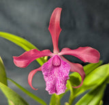 Recchara Playa Chuspa (6" p) <br>(Blc. Copper Queen x Sch. rosea)