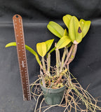 Recchara Kelly Miller (4"p)