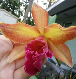 Recchara Kelly Miller (4"p)