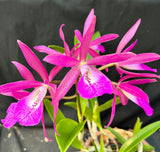 Bc. Graf's El Tumbador (6"p)<br> (Bc. Maikai x C. Landate)