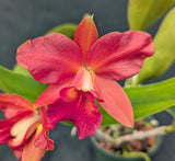 Blc. Grafs Ojos Bellos (4"p)<br> Blc. (Charito Fernandez x Angel Eyes)