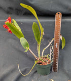 Blc. Grafs Ojos Bellos (4"p)<br> Blc. (Charito Fernandez x Angel Eyes)