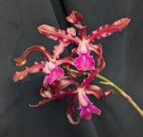 Schombocattleya Graf's Flacucha (6" p)<br>(C. schilleriana x Sch. heidii)