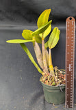 Myc. Forelira (5"p)<br> (C. Tropical Pointer x Mcp. grandiflora)
