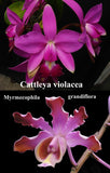 Myrmecocattleya Tiffany's Tiara (4")<br>(C. violacea 'Opa' x Mcp. grandiflora 'Buena' )