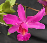 Myrmecocattleya Tiffany's Tiara (4")<br>(C. violacea 'Opa' x Mcp. grandiflora 'Buena' )