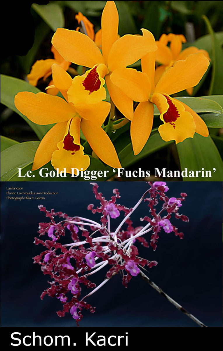 ジャガーウーマン〜蝶の木の教え Lc. Gold Digger 'Fuchs Mandarin' x Sch. Kacri (2