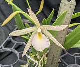 Blc. Graf's Birdie (4"p) <br>Bc. Green Bird x  Laelia rubescens semi alba)