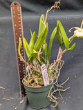 Blc. Graf's Birdie (4"p) <br>Bc. Green Bird x  Laelia rubescens semi alba)