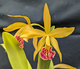 Blc. Haiku Dawn (4"p) <br>(Blc. Richard Mueller x Blc Goldenzelle)