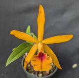 Blc. Playa Clearwater (4" p)<br>Bc. Carnival Kids 'Green Gem' x Lc. Copper Queen 'El Hatillo'