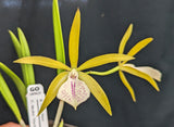 Bc. Playa Lido<br> (B. Little Stars x C. bicolor 'Muchas Manchas') (2"p)