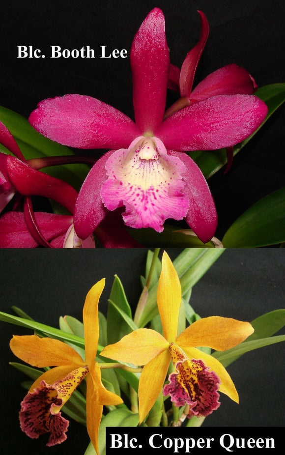 Blc. Playa Old Orchard <br> Blc. Booth Lee 'Venice' x Blc. Copper Queen (2