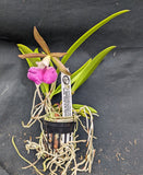C. Landate 'Hot Lips' x B. nodosa 'Diciembre' (4" p)