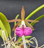 C. Landate 'Hot Lips' x B. nodosa 'Diciembre' (4" p)