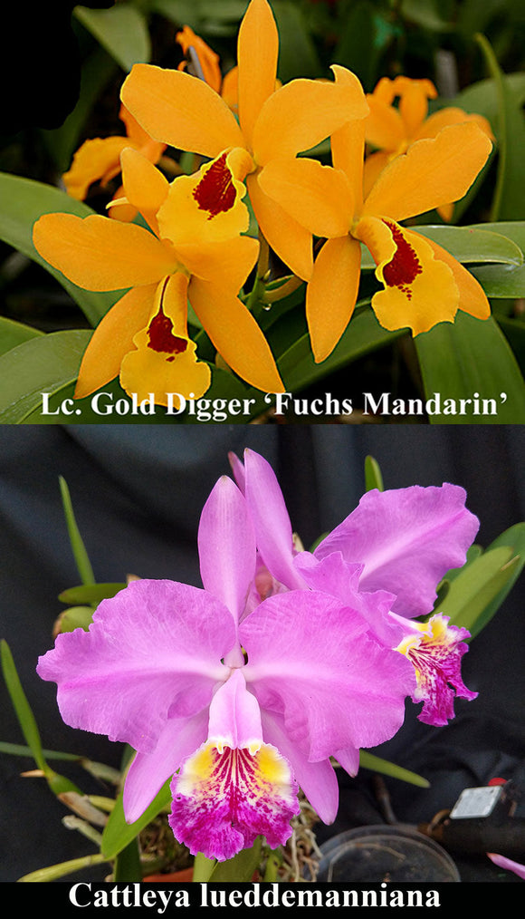 Lc. Gold Digger 'Fuchs Mandarin' x C. lueddemanniana (2