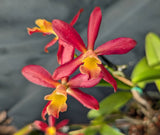 Cattlianthe Cherry Cordial (6"p) <br> (Cattlianthe Golden Wax x C. Jalapa)