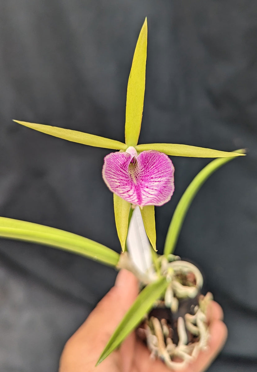 195013BcCarnivalKidsxBvenosash