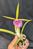 Bc. Playa Miami <br>Bc. Carnival Kids 'Green Gem' x B. venosa (4" p)