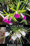 Bc. Playa Miami <br>Bc. Carnival Kids 'Green Gem' x B. venosa (4" p)