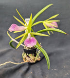 Bc. Playa Miami <br>Bc. Carnival Kids 'Green Gem' x B. venosa (4" p)
