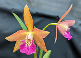 Bc. Playa Coquina (2"p)<br> (Bc. Roman Holliday x C. Sunspots)