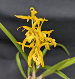 Blc. Playa Sanibel <br> Blc. Sun Mei Gold x B. cordata (2" p)