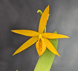 Blc. Playa Sanibel <br> Blc. Sun Mei Gold x B. cordata (2" p)