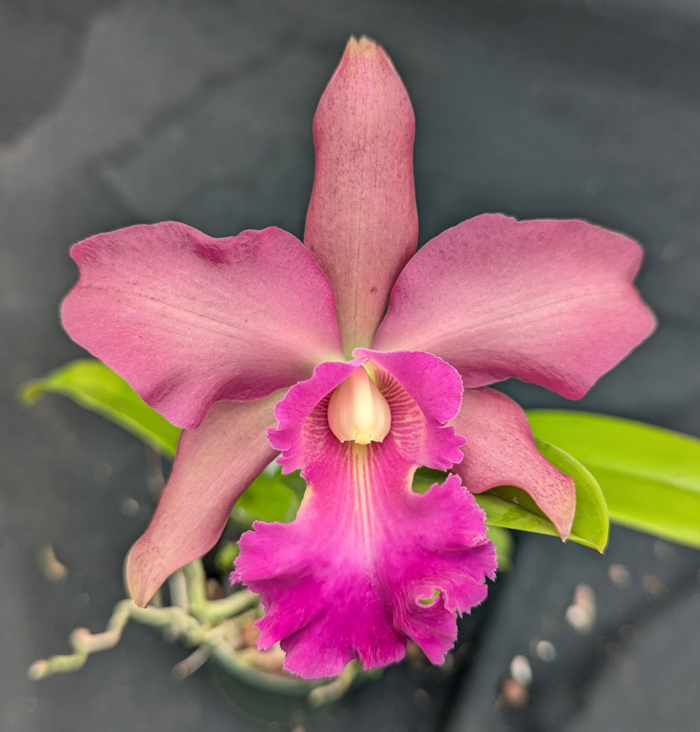 Lc. Princesita Luna Lc. Royal Emperor 'Wade' x C. Landate 'Hot