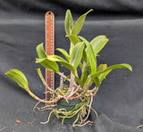 Rlc. Akimi Haneda 'Brazil 12' x self (4"p)