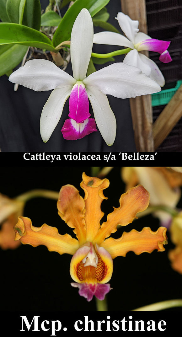 Cattleya violacea s/a 'Belleza' x Mcp. christinae 'Tina' (2