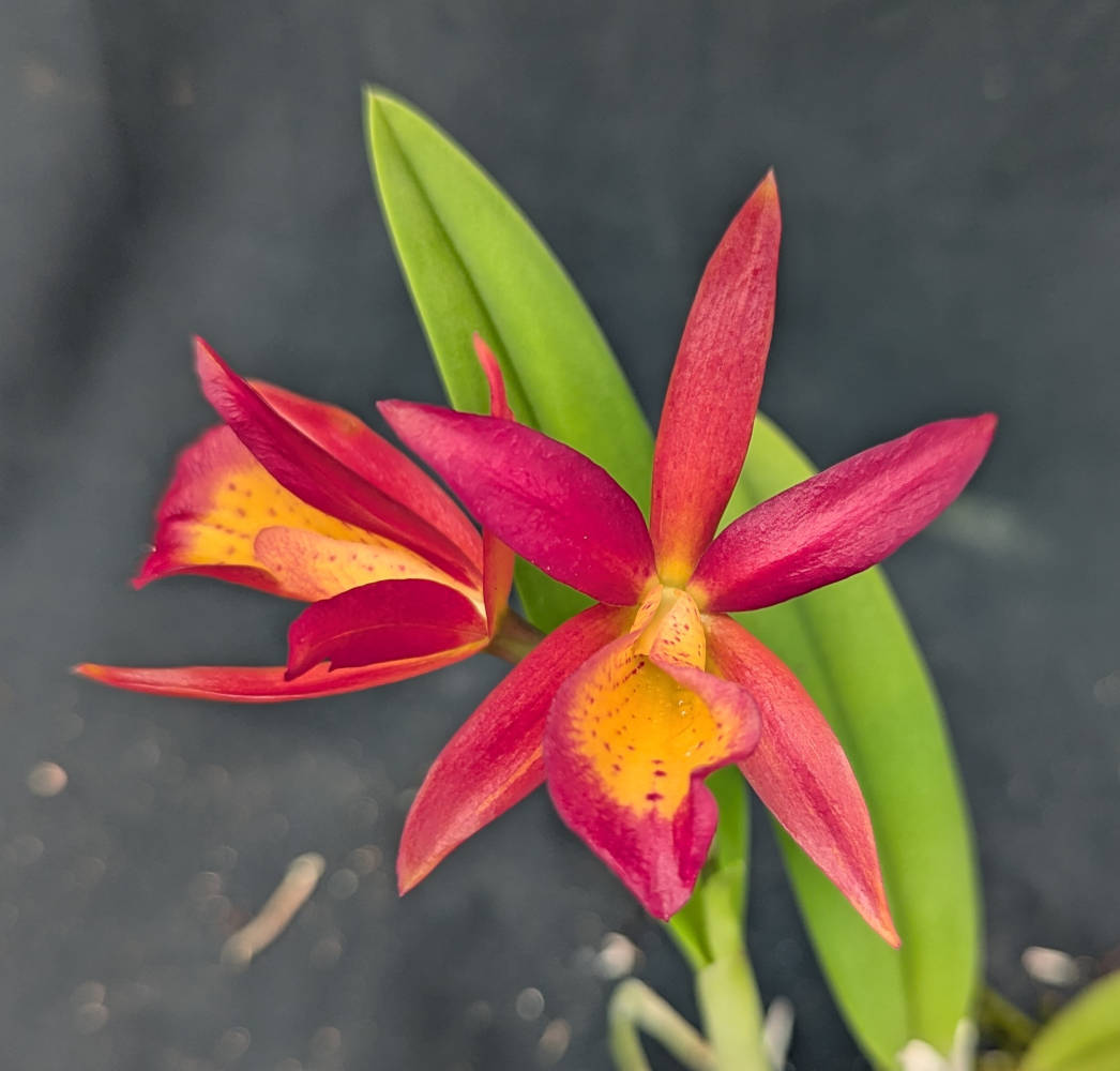 Blc. Fuchs Orange Nugget x B. nodosa (2