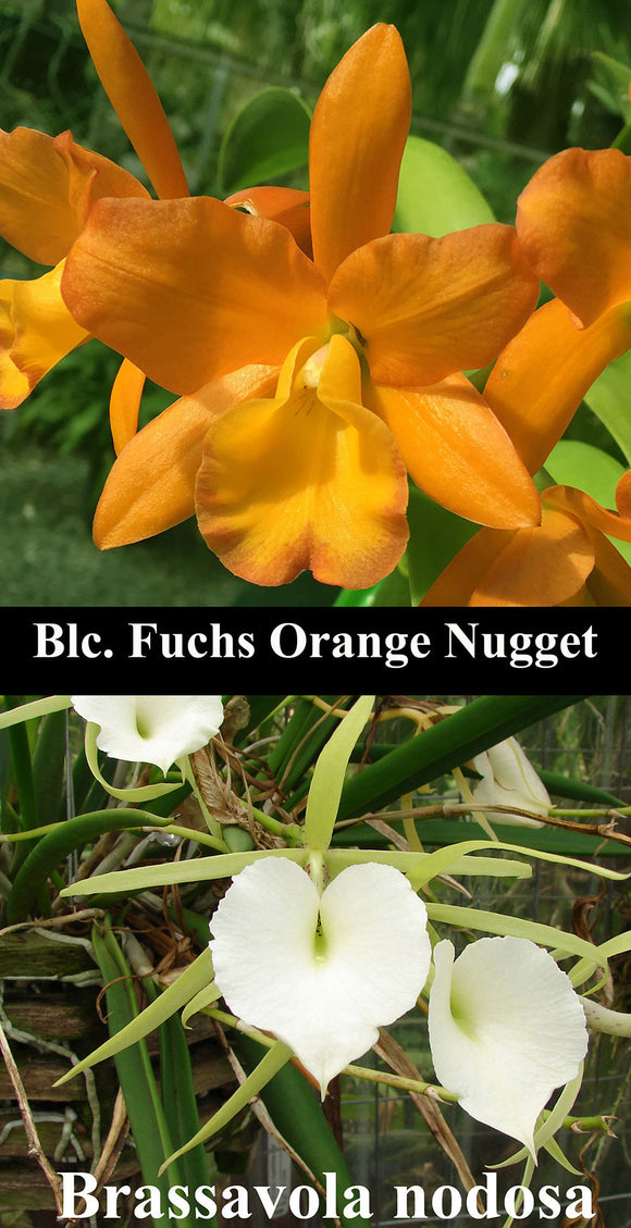 Blc. Fuchs Orange Nugget x B. nodosa (2