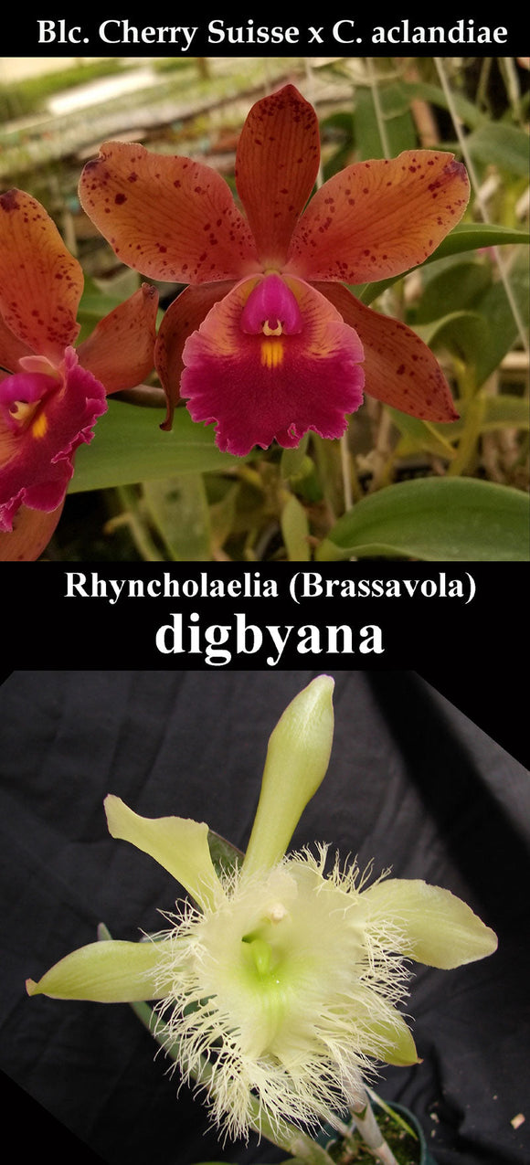 (Blc. Cherry Suisse x C. aclandiae) x B. digbyana (4