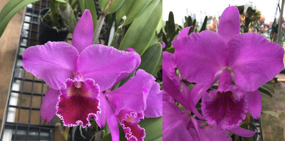 Cattleya labiata 'Linden Burzel' x 'Exotic Orchids'(2