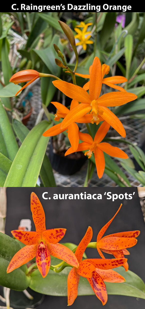 C Raingreen's Dazzling Orange x C. aurantiaca 'Spots' (2
