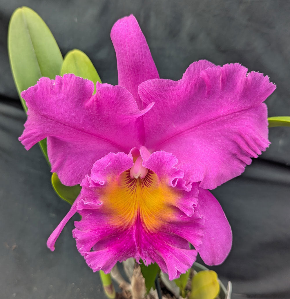 Rlc. Pink Empress 'Ju-Sen' AM/AOS (5.5 