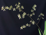 Encyclia Newberry Tuity Fruity (2"p)<br>(Enc. tampensis x granitica)