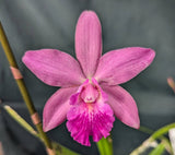 Epicattleya Graf's Gem 'La Orquidea' (bare root)<br> (Epc. Dowset Gem x C. Choclate Drop)