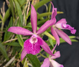 Bc. Graf's El Tumbador 'Grandota' (BR)<br> (Bc. Maikai x C. Landate)
