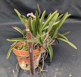 Bc. Mary Dodson 'Oscura' (BR)<br> (B. nodosa x < C. schilleriana)