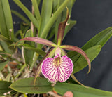 Bc. Mary Dodson 'Oscura' (BR)<br> (B. nodosa x < C. schilleriana)