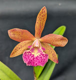 Bc. Playa Coquina (2"p)<br> (Bc. Roman Holliday x C. Sunspots)