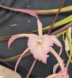 Brassolaelia Choroni (m)