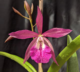 Bc. Graf's El Tumbador (6"p)<br> (Bc. Maikai x C. Landate)