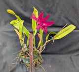 Blc. La Libertad (6"p)<br>(Blc. Pirate's Fortune x Blc. Oconee)